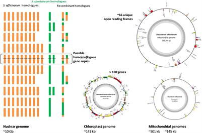 The Challenge of Analyzing the Sugarcane Genome